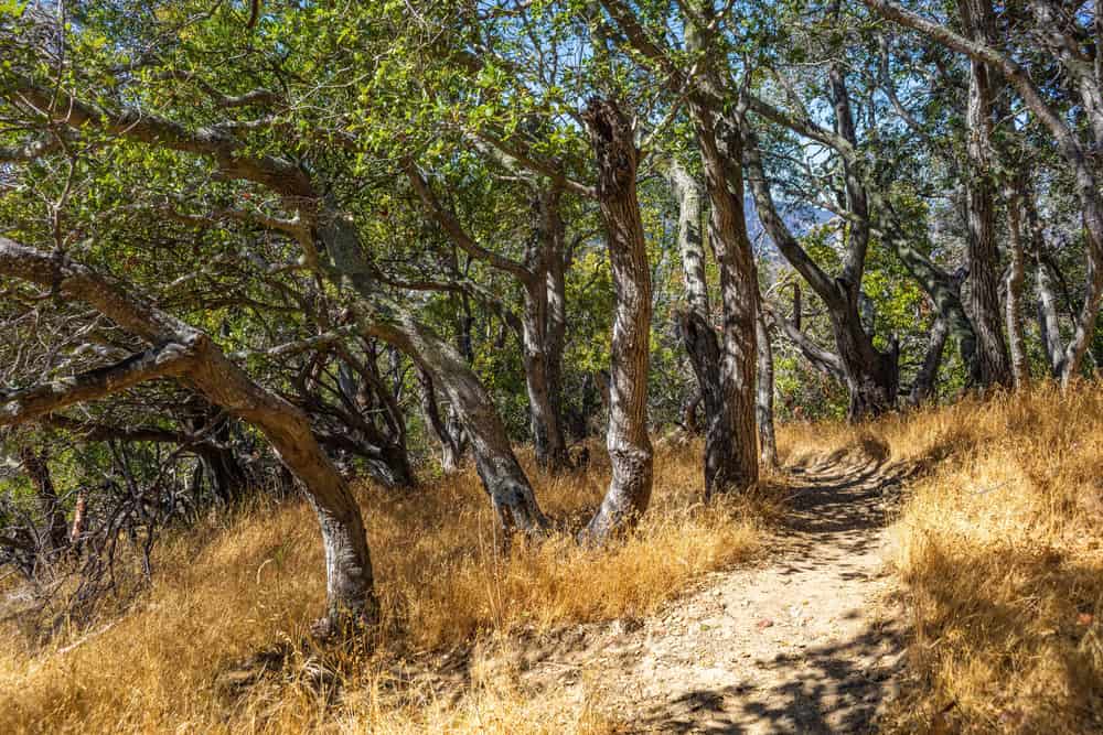 A dry brush trail through southern woods, typical rattlesnake ground